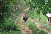 Kok Chang Safari